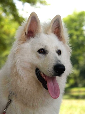 du domaine de la patte blanche - Grand Prix de France RCI/FCI AFBB du Berger Blanc Suisse