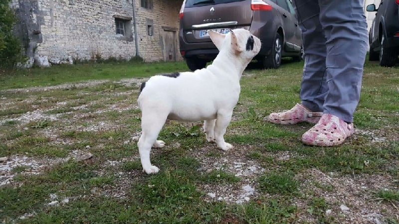 du Manoir des Terres Froides - Chiots disponibles - Bouledogue français