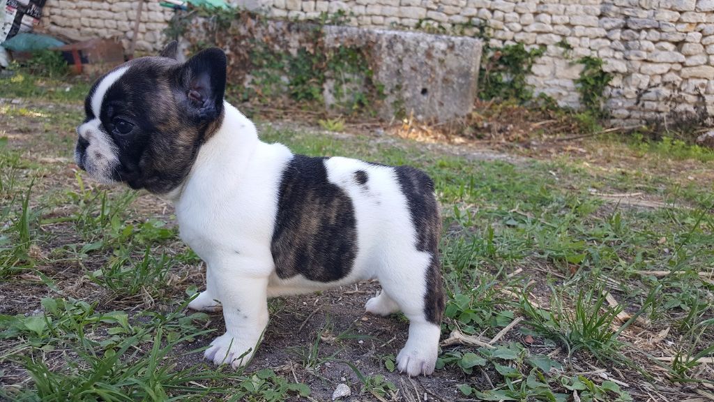 du Manoir des Terres Froides - Bouledogue français - Portée née le 05/05/2017