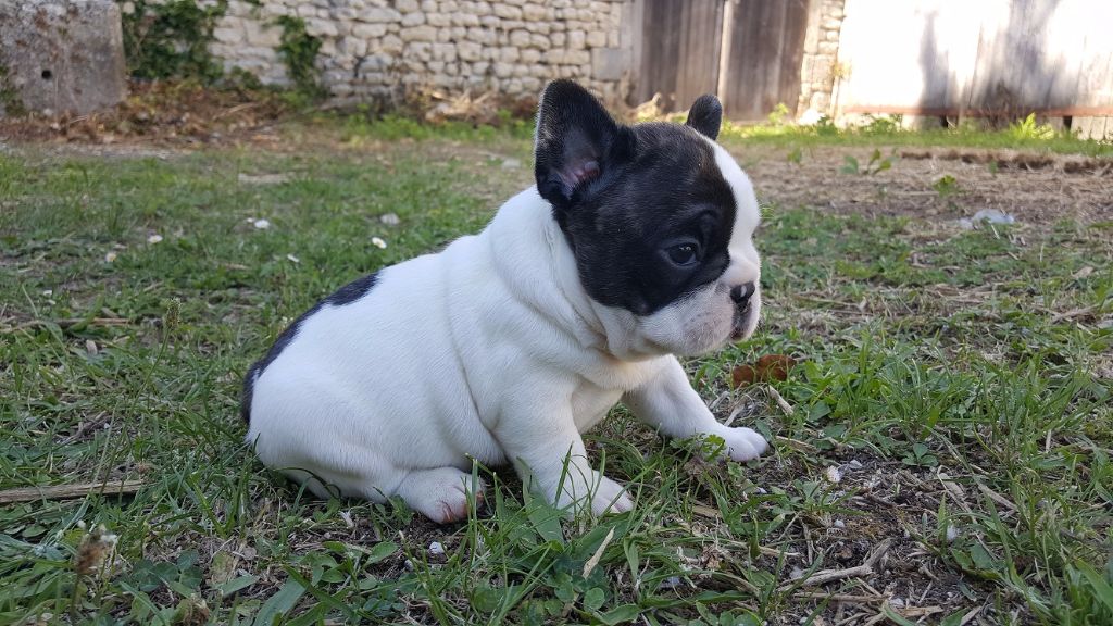 du Manoir des Terres Froides - Chiots disponibles - Bouledogue français