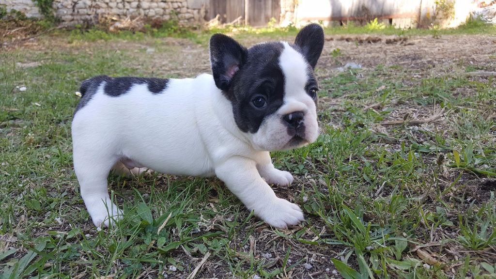 du Manoir des Terres Froides - Chiots disponibles - Bouledogue français