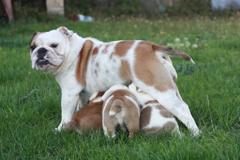 du Manoir des Terres Froides - Bulldog Anglais - Portée née le 04/09/2014