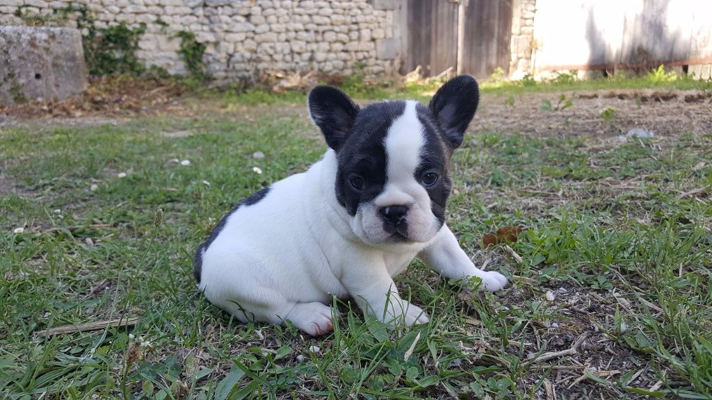 Chiot Bouledogue français du Manoir des Terres Froides