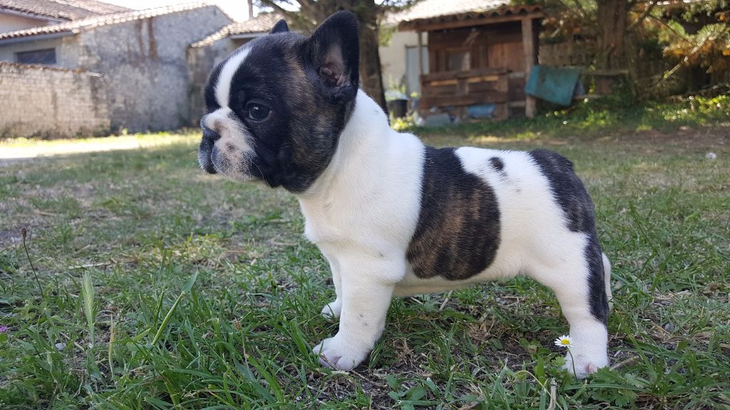 du Manoir des Terres Froides - Chiots disponibles - Bouledogue français