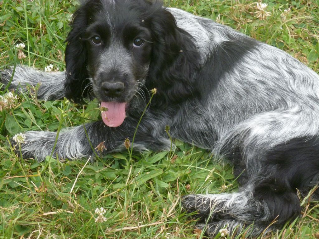 De saint clair de revline - Chiots disponibles - Cocker Spaniel Anglais