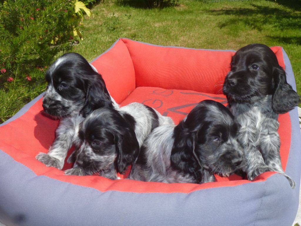 Chiot Cocker Spaniel Anglais De saint clair de revline