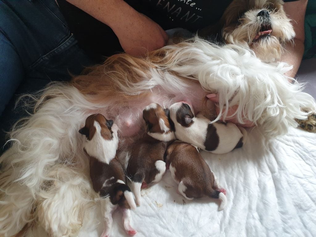 Du mas de quercy - 4 bébés sont arrivés 