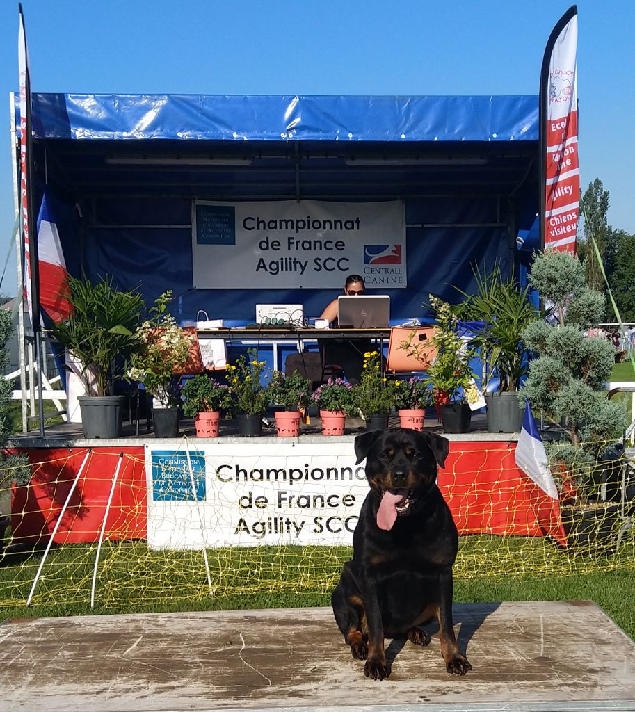 Lolypop sélectionnée au championnat de France agility