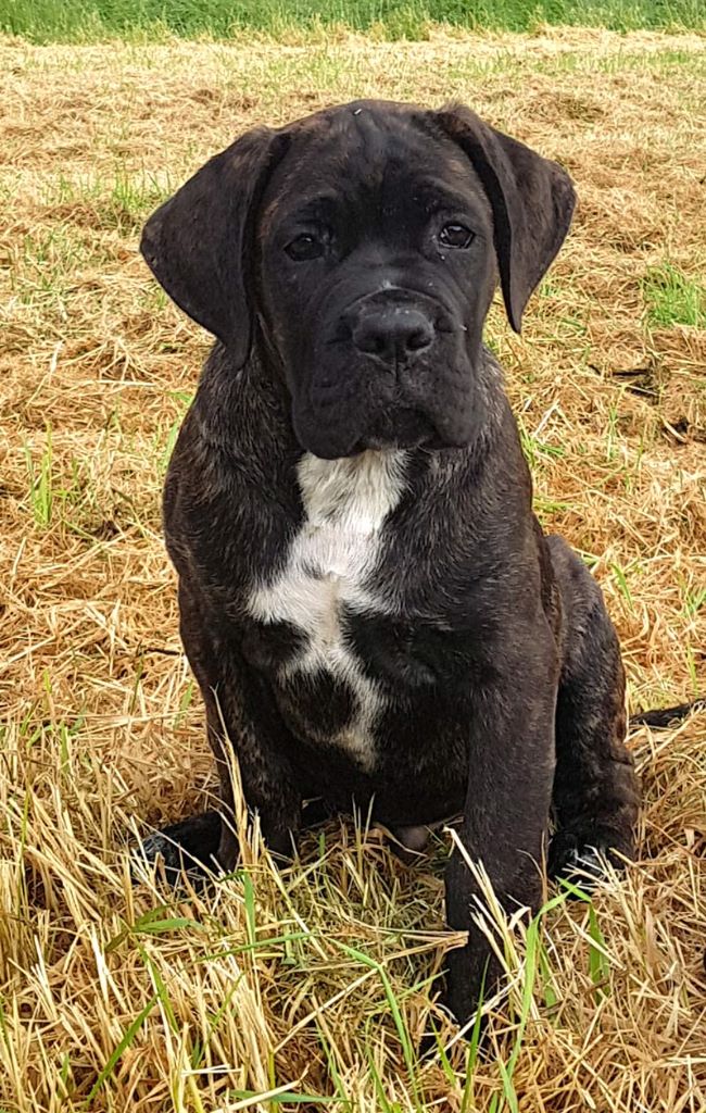 De la molosseraie des terres antiques - Chiots disponibles - Cane Corso