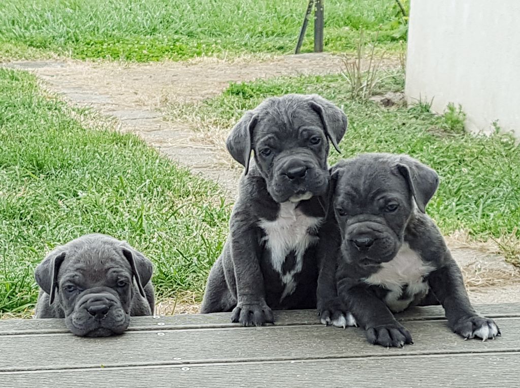 De la molosseraie des terres antiques - Cane Corso - Portée née le 08/04/2019