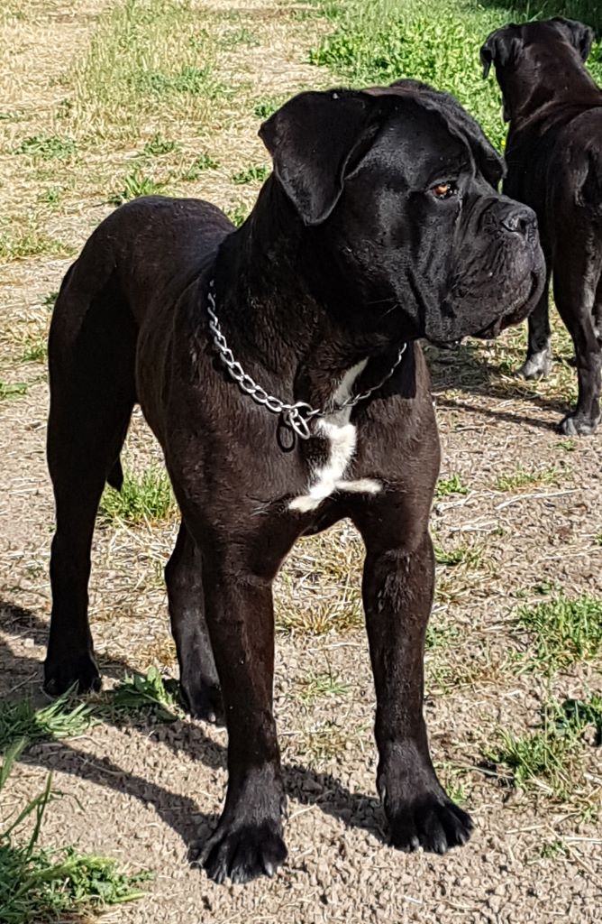 De la molosseraie des terres antiques - Cane Corso - Portée née le 04/12/2018