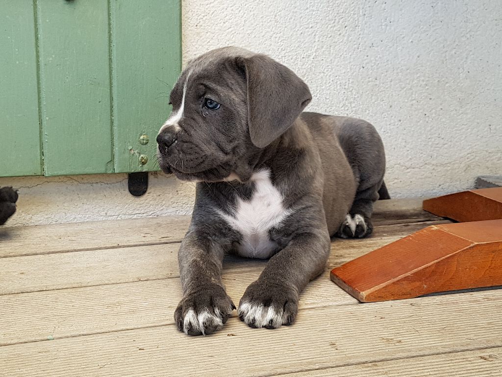 De la molosseraie des terres antiques - Cane Corso - Portée née le 18/02/2019