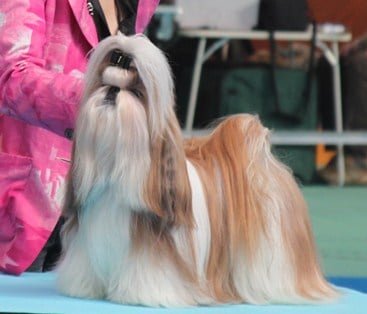 doubl choc pour la 3 em annee meilleur shih tzu francais 