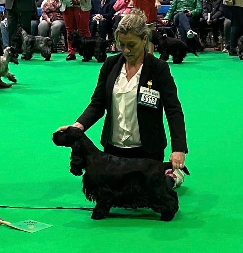 Retour de la crufts 2024