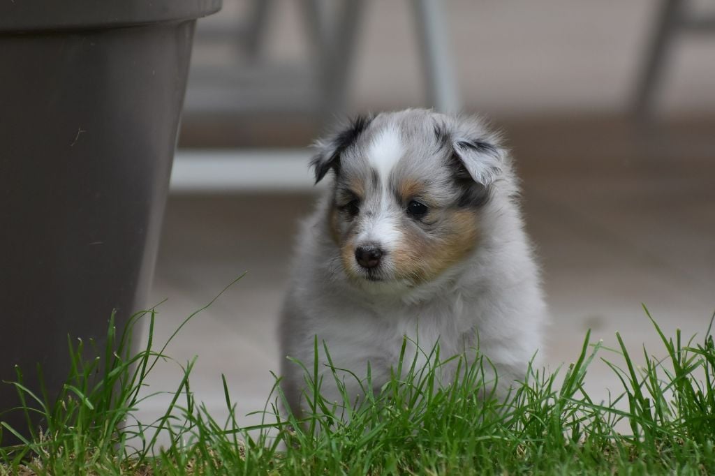 du Domaine du Carpé - Chiots disponibles - Shetland Sheepdog