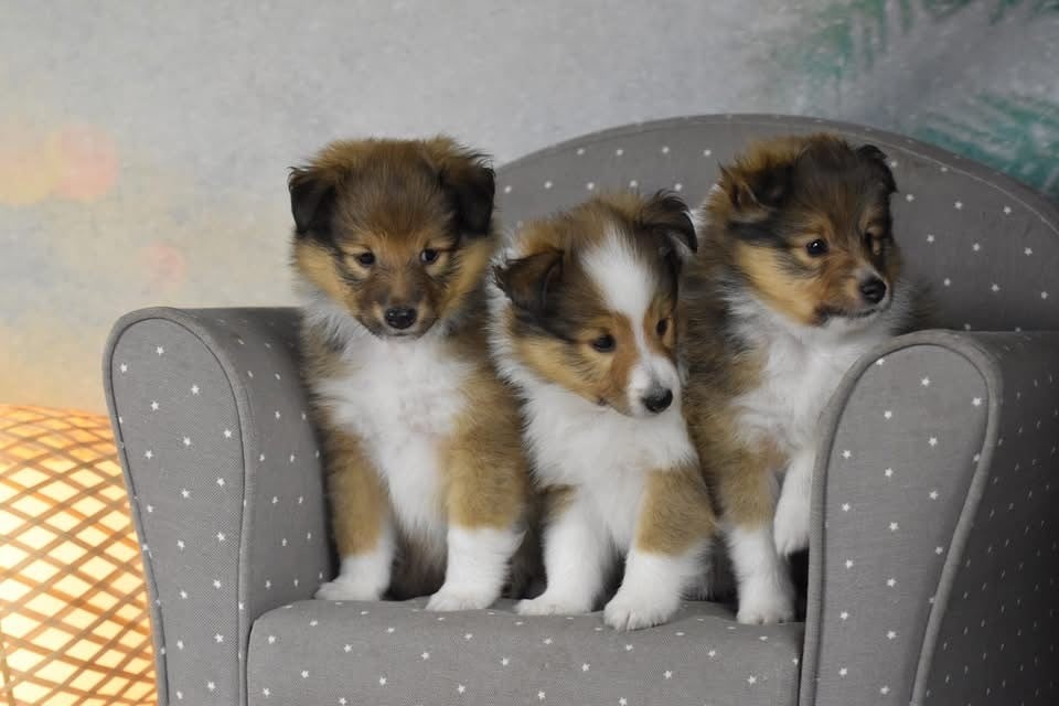 du Domaine du Carpé - Shetland Sheepdog - Portée née le 14/12/2024