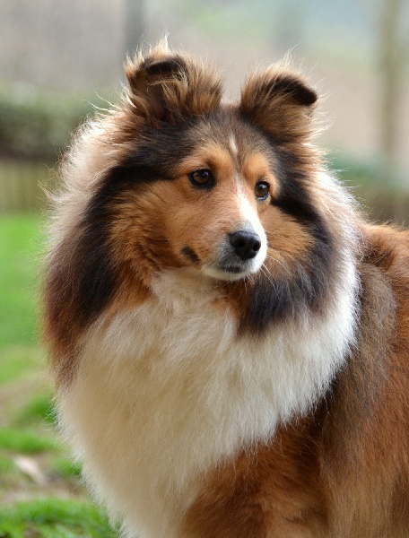 du Domaine du Carpé - Shetland Sheepdog - Portée née le 30/04/2010