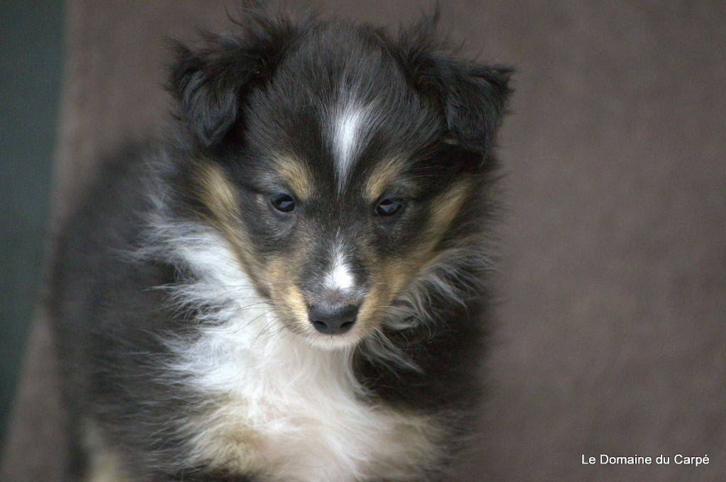 du Domaine du Carpé - Shetland Sheepdog - Portée née le 03/12/2019