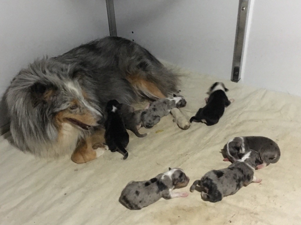 du Domaine du Carpé - Shetland Sheepdog - Portée née le 23/01/2019