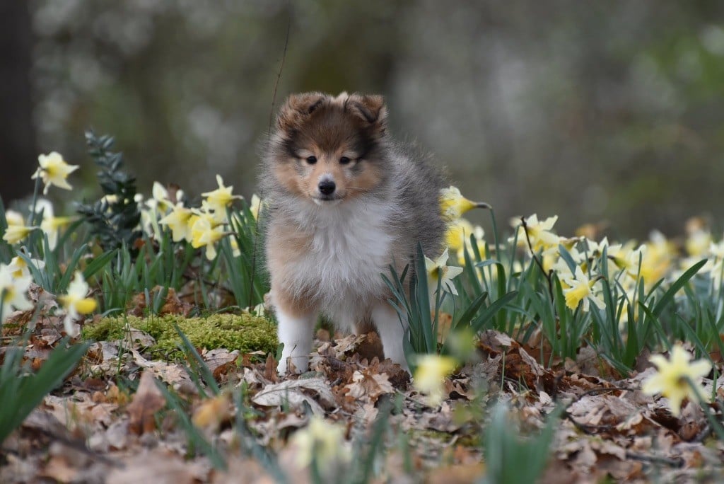 du Domaine du Carpé - Chiots disponibles - Shetland Sheepdog