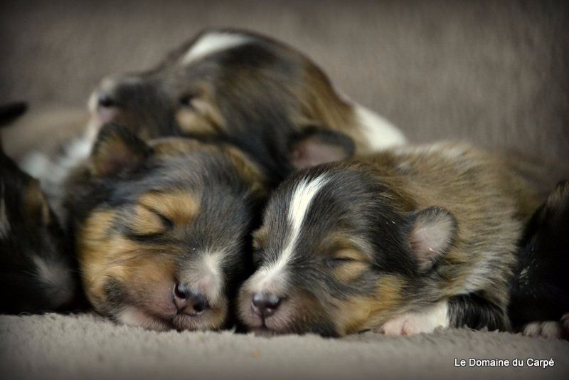 du Domaine du Carpé - Shetland Sheepdog - Portée née le 20/01/2016