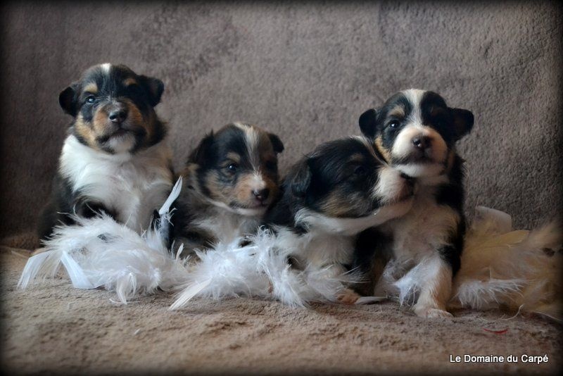 du Domaine du Carpé - Shetland Sheepdog - Portée née le 01/11/2014