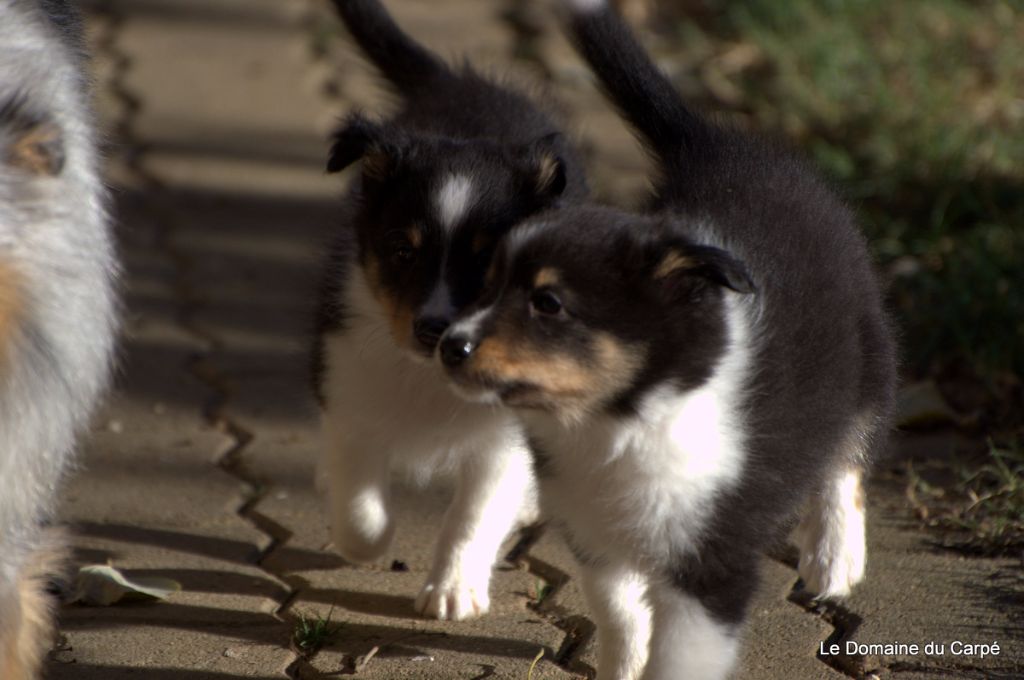 du Domaine du Carpé - Shetland Sheepdog - Portée née le 19/09/2017