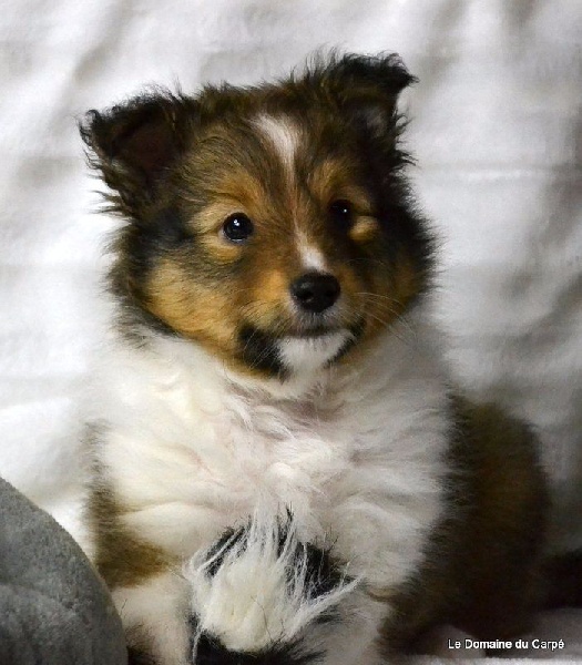 du Domaine du Carpé - Shetland Sheepdog - Portée née le 11/10/2016