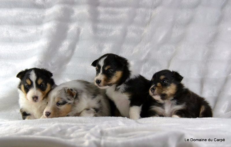 du Domaine du Carpé - Shetland Sheepdog - Portée née le 05/08/2016