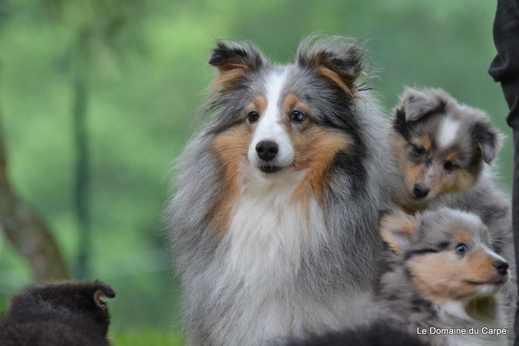 du Domaine du Carpé - Shetland Sheepdog - Portée née le 24/03/2018