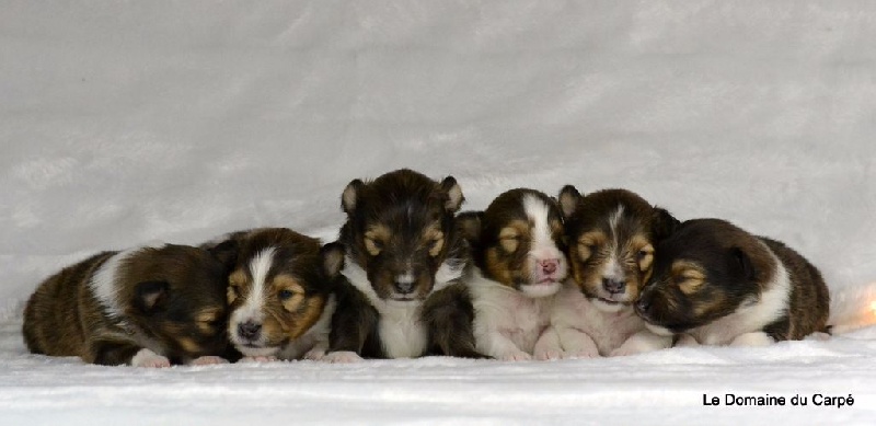 du Domaine du Carpé - Shetland Sheepdog - Portée née le 12/12/2016