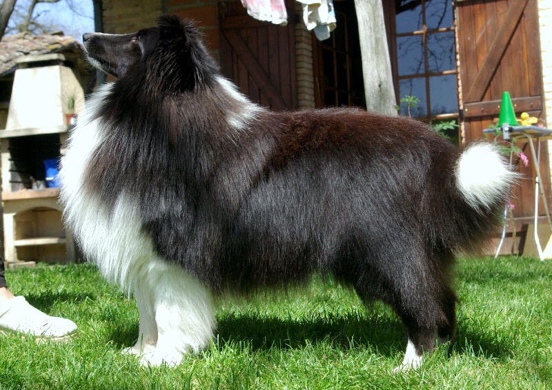 du Domaine du Carpé - Shetland Sheepdog - Portée née le 09/11/2009