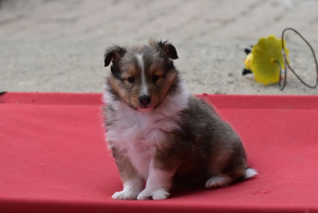 du Domaine du Carpé - Chiots disponibles - Shetland Sheepdog