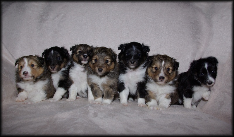 du Domaine du Carpé - Shetland Sheepdog - Portée née le 22/10/2011