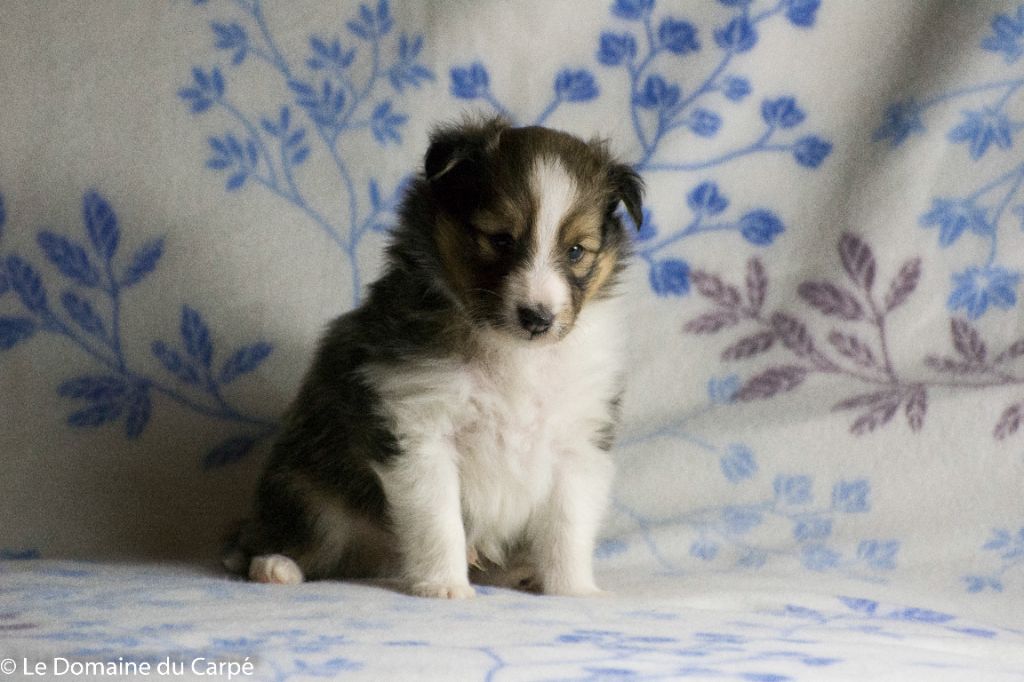 du Domaine du Carpé - Shetland Sheepdog - Portée née le 06/11/2021