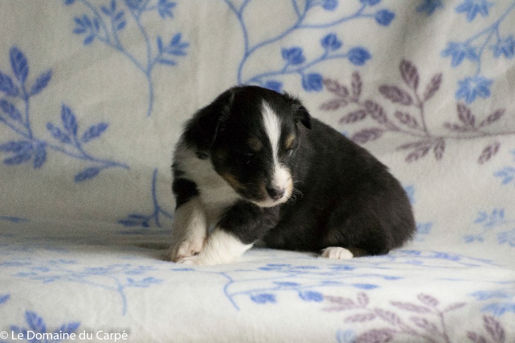 du Domaine du Carpé - Shetland Sheepdog - Portée née le 07/11/2021