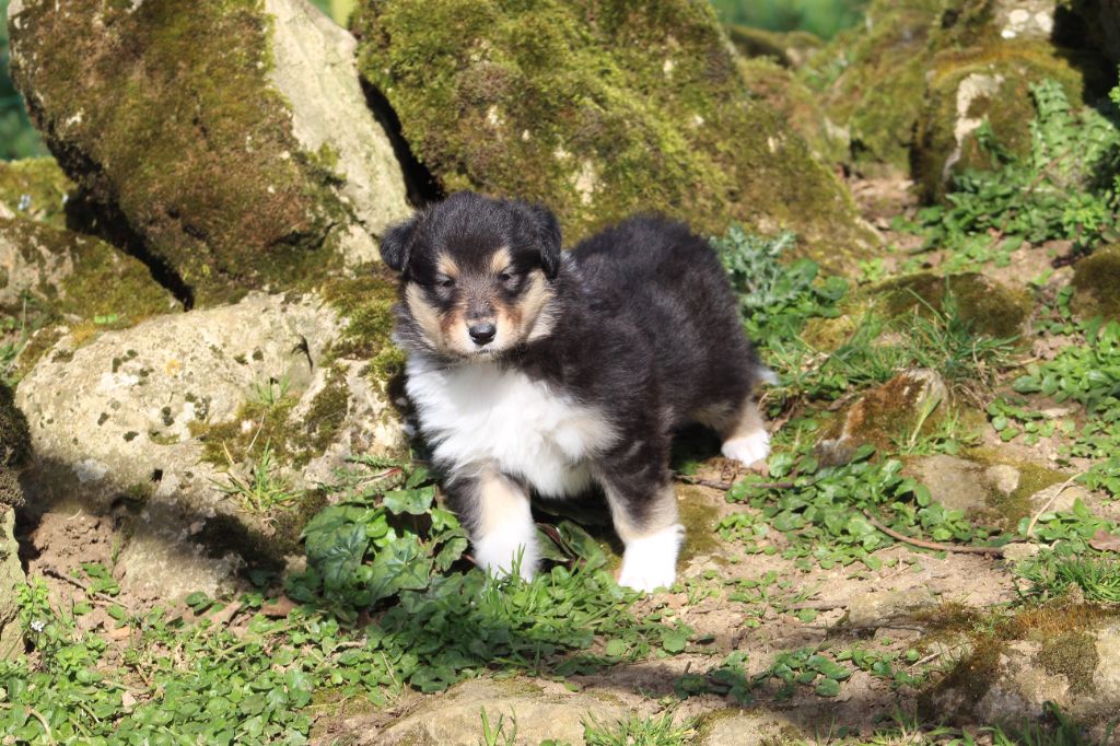 de la Déesse des Moissons - Chiots disponibles - Colley à poil long