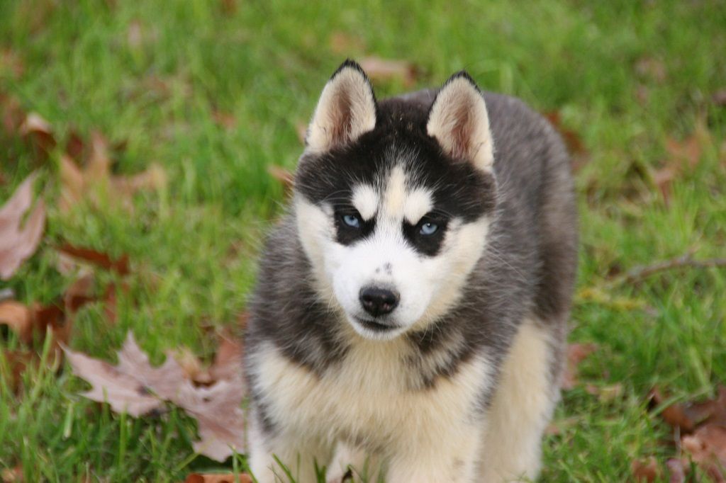 des reves de neige - Siberian Husky - Portée née le 08/10/2021