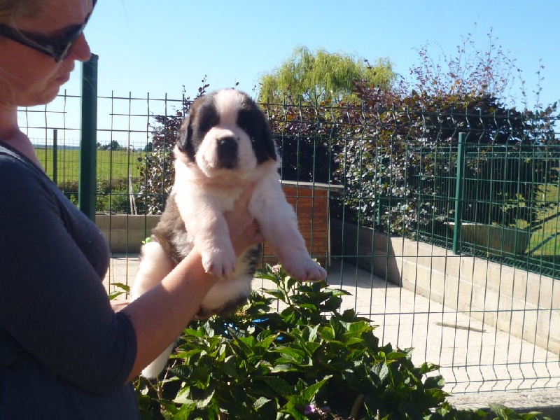 du domaine du roi richard - Chien du Saint-Bernard - Portée née le 25/07/2016