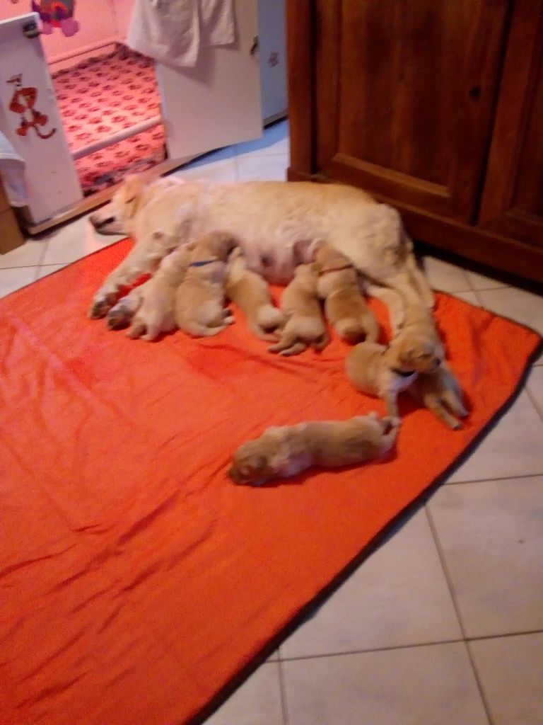 de l'Eden'Or Calypsaline - Golden Retriever - Portée née le 22/03/2019