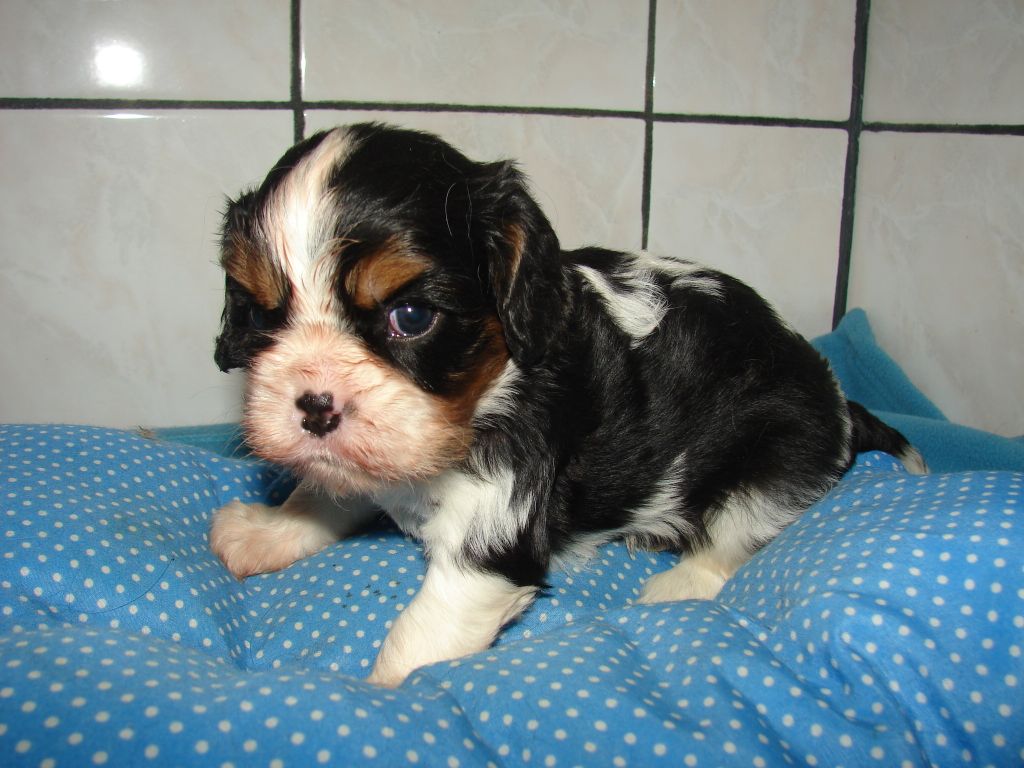 Du val de la lauriere - Cavalier King Charles Spaniel - Portée née le 11/07/2022