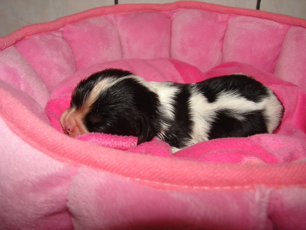 Du val de la lauriere - Cavalier King Charles Spaniel - Portée née le 15/05/2023