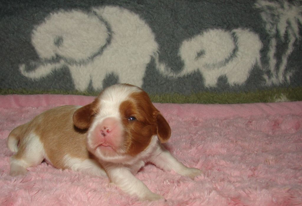 Du val de la lauriere - Cavalier King Charles Spaniel - Portée née le 08/11/2022