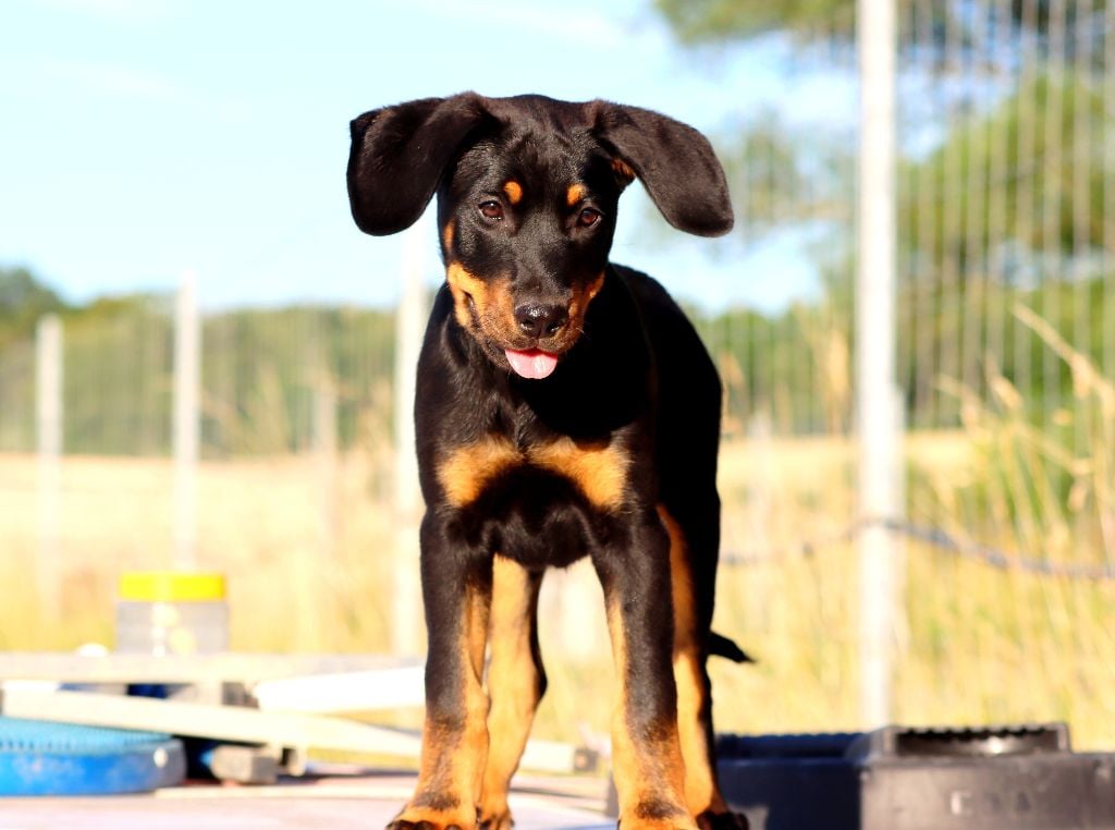 des Coteaux du petit gris - Chiots disponibles - Berger de Beauce