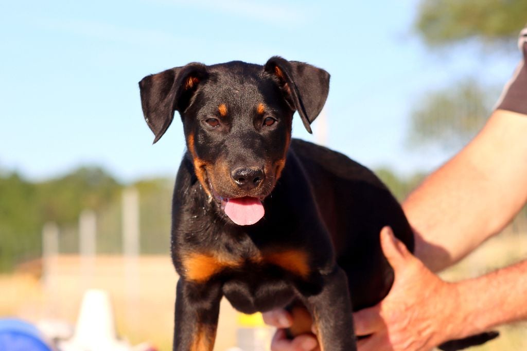 des Coteaux du petit gris - Chiots disponibles - Berger de Beauce