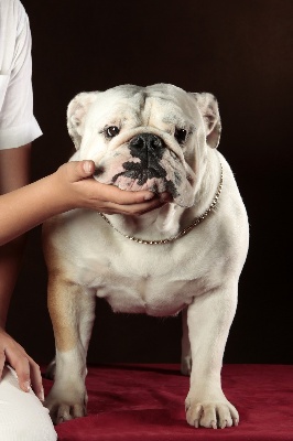 du domaine des calins - bb bulldog 