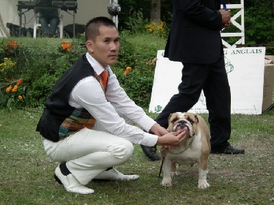 du domaine des calins - DIM CACS à la NE 2011 et Best in show sur 350 bulldogs