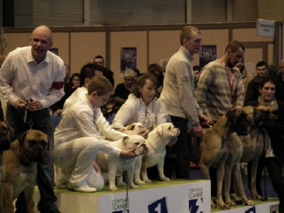 du domaine des calins - Meilleur élevage du groupe 2 salon de l'agriculture