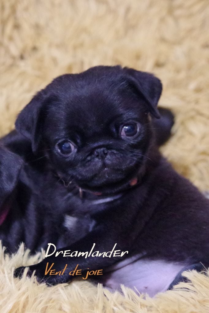 Dreamlander - Chiots disponibles - Carlin