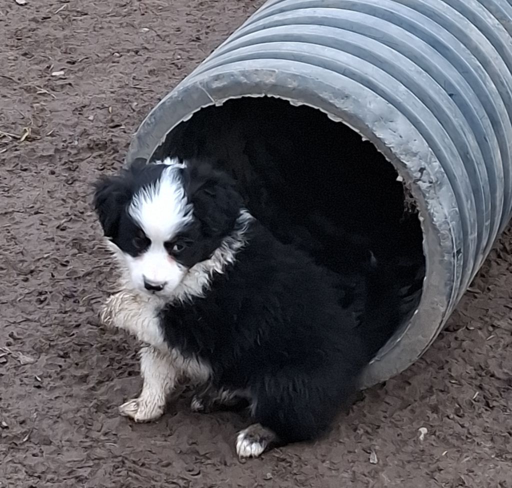 de la bande à Gro - Chiots en attente de famille